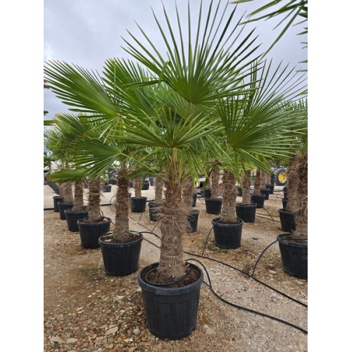 Chamaerops Excelsa Tronco 80/100 60 CT -16*/-18*